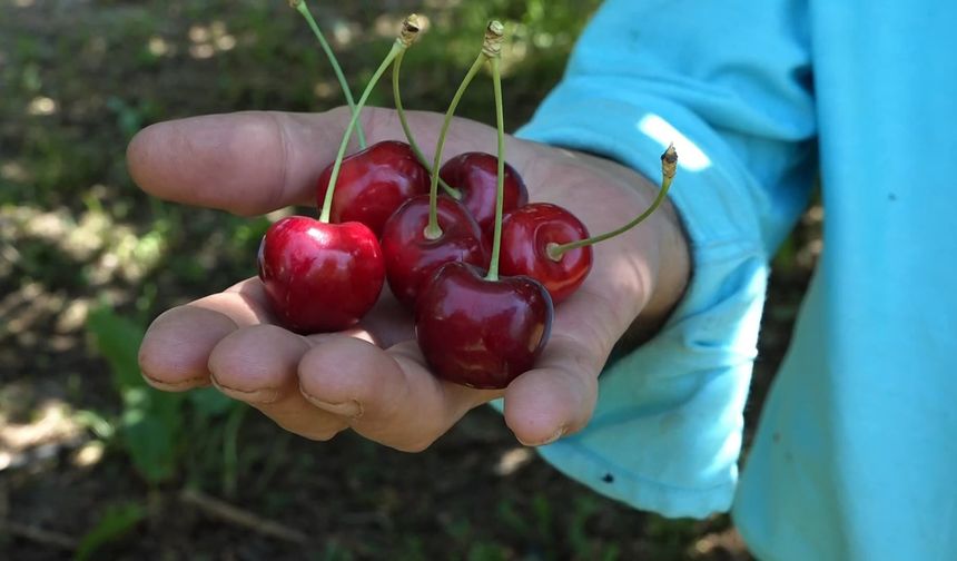 Sultandağı'nda rekor hasat başladı! Üreticiyi sevindiren rekolte, üzen fiyat