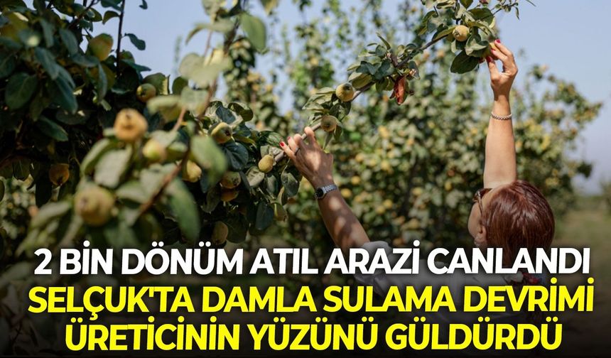 2 bin dönüm atıl arazi canlandı: Selçuk'ta damla sulama devrimi üreticinin yüzünü güldürdü