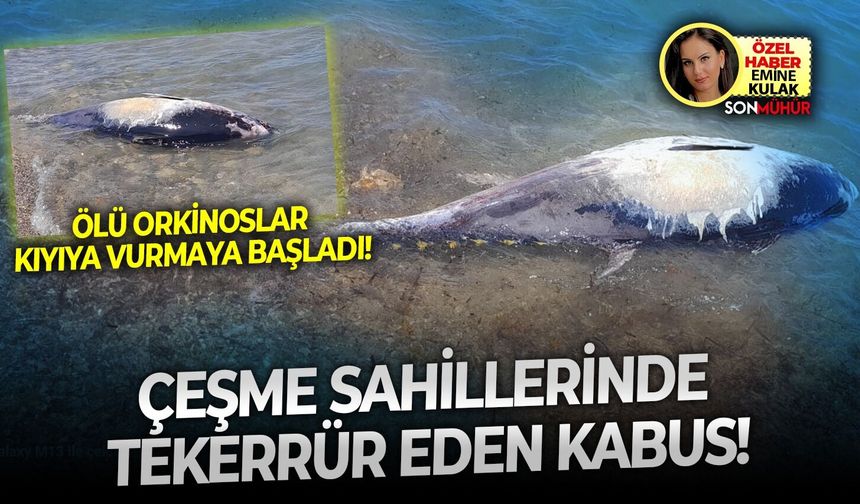 Çeşme sahillerinde tekerrür eden kabus! Ölü orkinoslar kıyıya vurdu!
