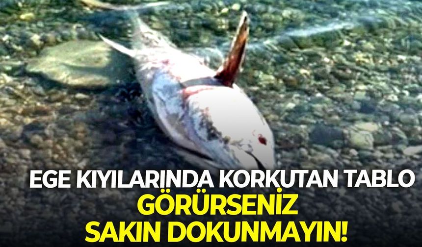 Ege kıyılarında korkutan tablo: Görürseniz sakın dokunmayın!