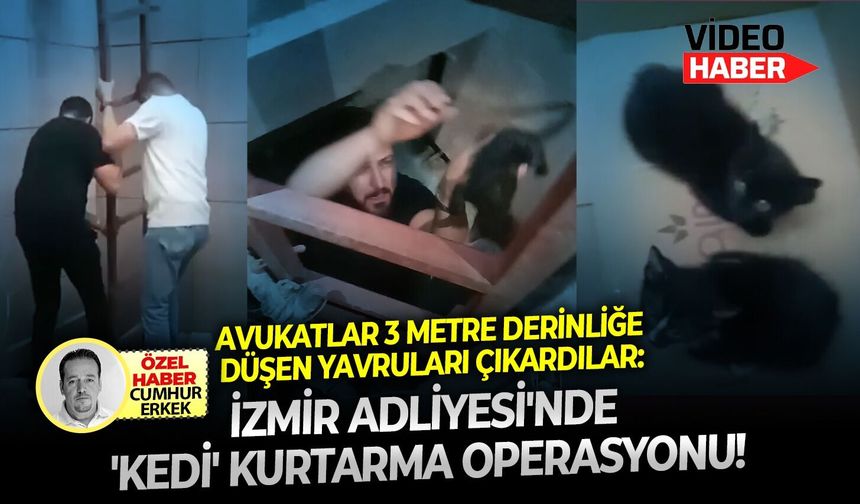 Avukatlar 3 metre derinliğe düşen yavruları çıkardılar: İzmir Adliyesi'nde 'kedi' kurtarma operasyonu!