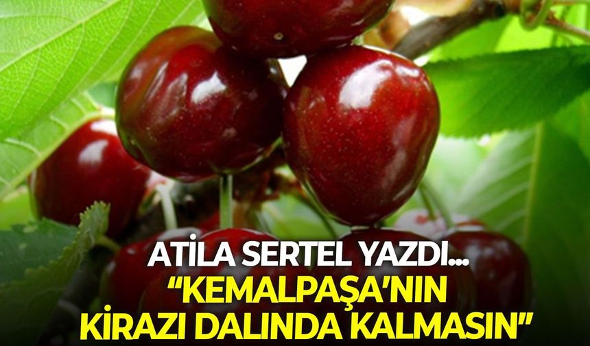 KEMALPAŞA’NIN KİRAZI DALINDA KALMASIN