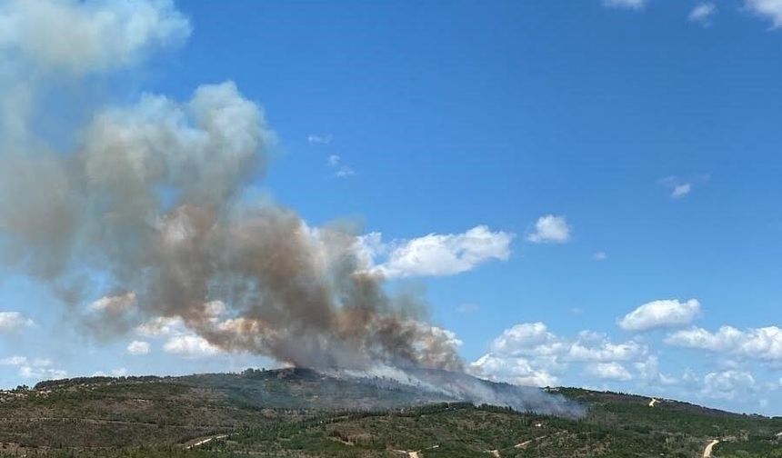 Kocaeli'nde orman yangını kısa sürede kontrol altında!
