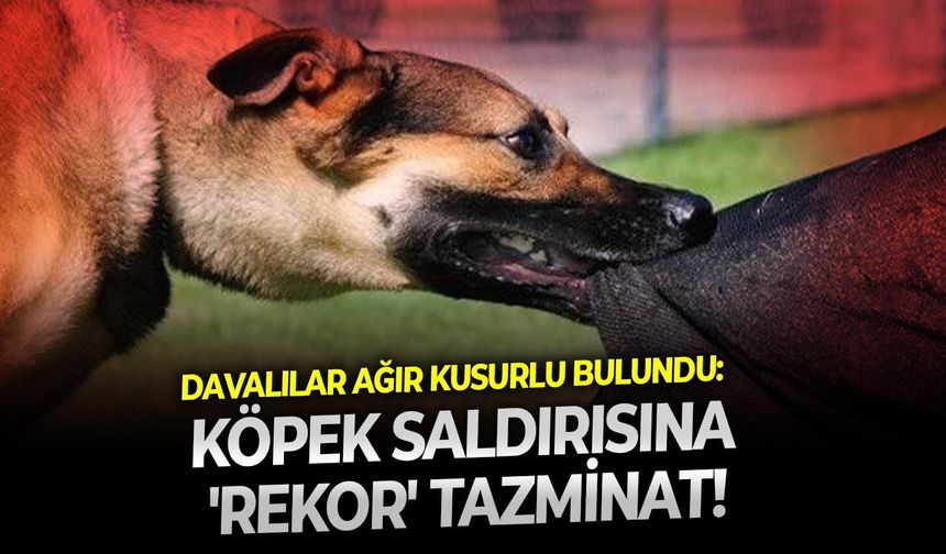Davalılar ağır kusurlu bulundu: Köpek saldırısına 'rekor' tazminat!
