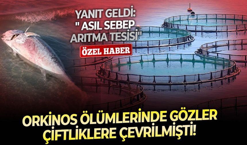 Orkinos ölümlerinde gözler çiftliklere çevrilmişti!  Yanıt geldi: " Asıl sebep arıtma tesisi"