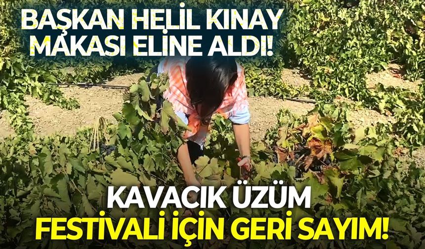 Başkan Helil Kınay makası eline aldı!  Kavacık Üzüm Festivali için geri sayım!
