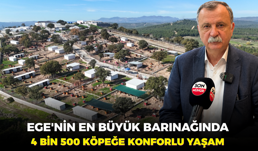 Ege'nin en büyük barınağında 4 bin 500 köpeğe konforlu yaşam