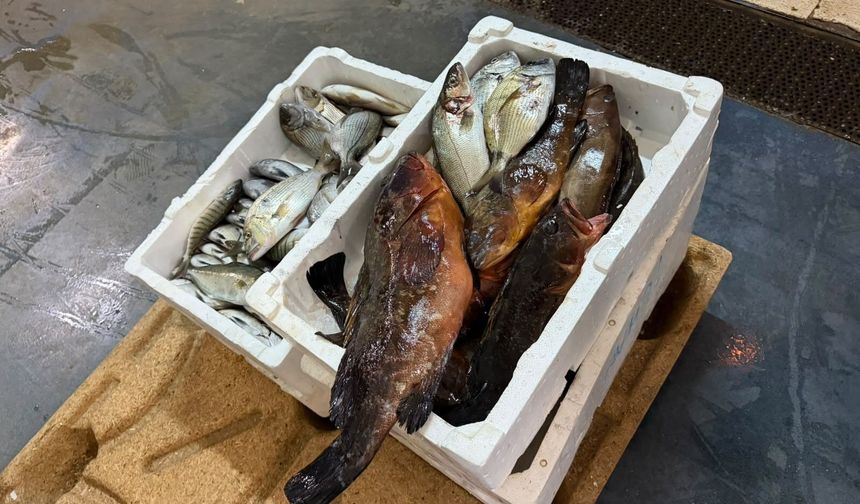 İzmir’de balık haline yasak av baskını! 45 kilo ürüne el konuldu