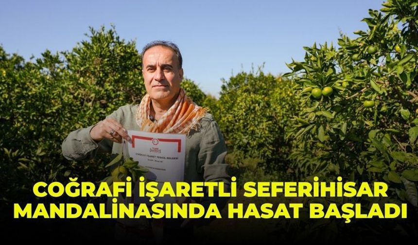 Coğrafi işaretli Seferihisar mandalinasında hasat başladı
