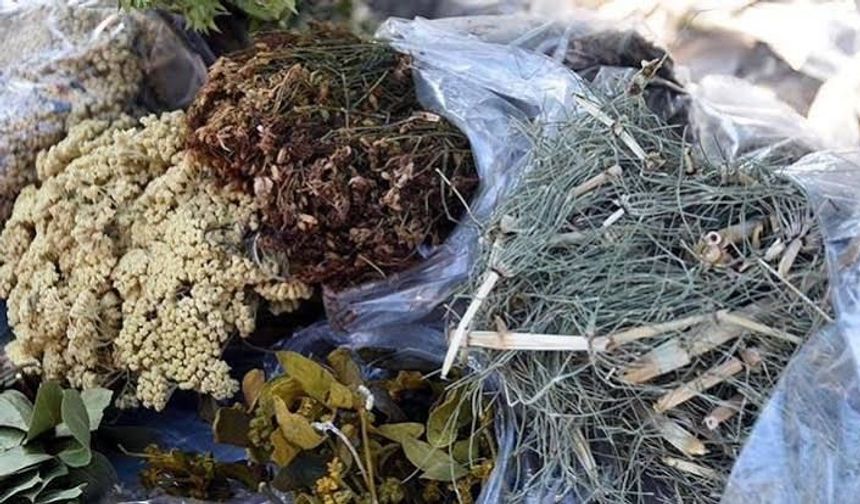 “Şifa olsun” derken zarar vermeyin: Uzmandan bitki çayı uyarısı