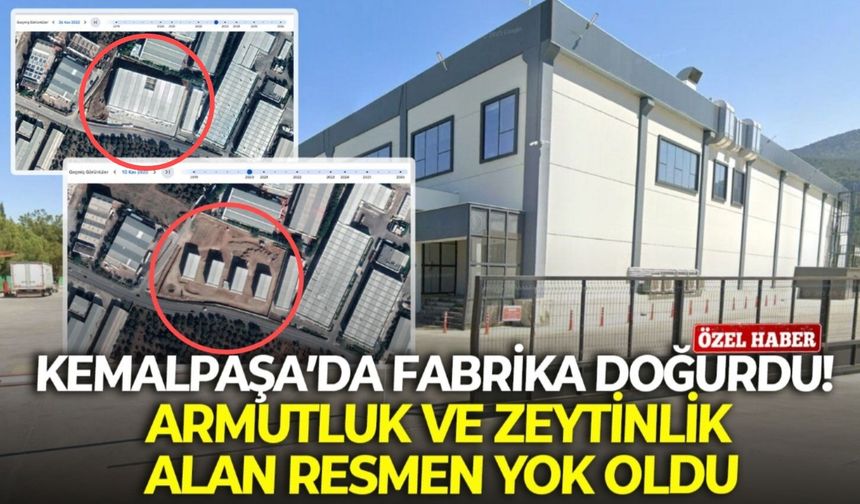 Kemalpaşa’da fabrika doğurdu! Armutluk ve zeytinlik alan resmen yok oldu