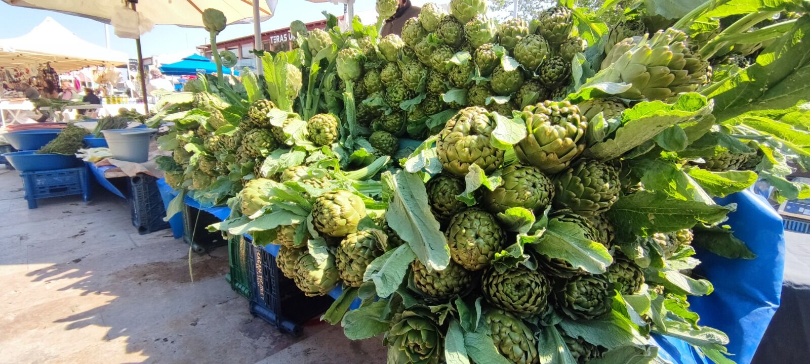 enginar fotoğrafları (1)