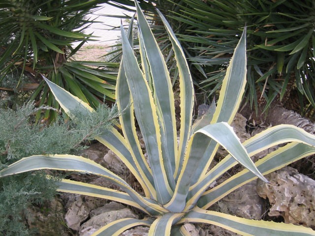 Sabır otunun faydaları nelerdir?