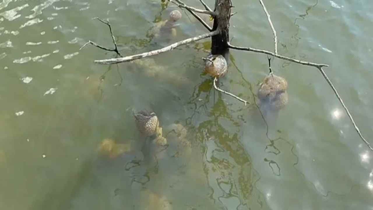 Oklahoma Gölü'nde Yerel Halkı Endişelendiren Su Canlıları