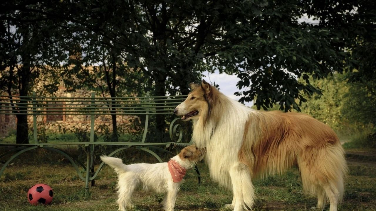 "Lassie: Yepyeni Bir Macera"