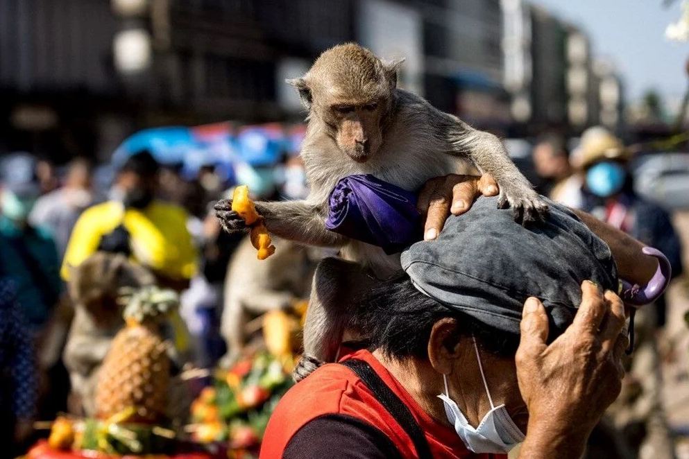 Tayland maymun