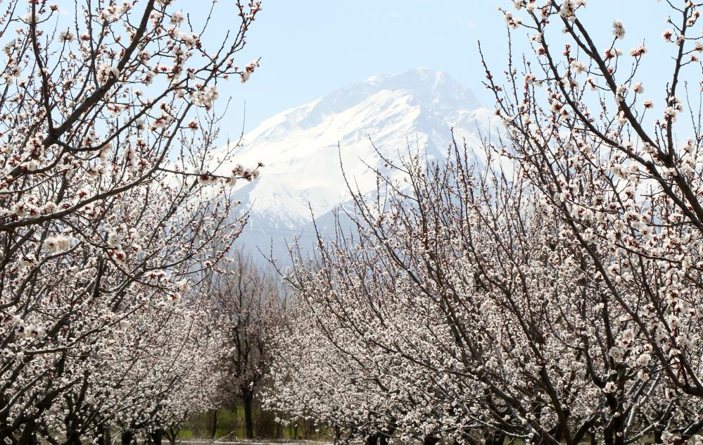 “Erzincan’da kayısı ağaçları renk cümbüşü yaşatıyor”