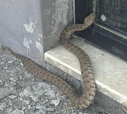 Türkiye’nin en zehirli yılanlarından biri olan koca engerek yılanı
