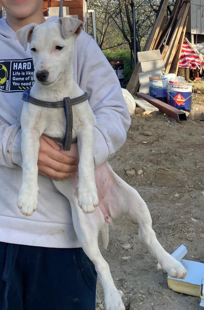 Şaban Alper’e arkadaşı Jack Roussel Terrier cinsi Zeyna isimli köpeği hediye etti