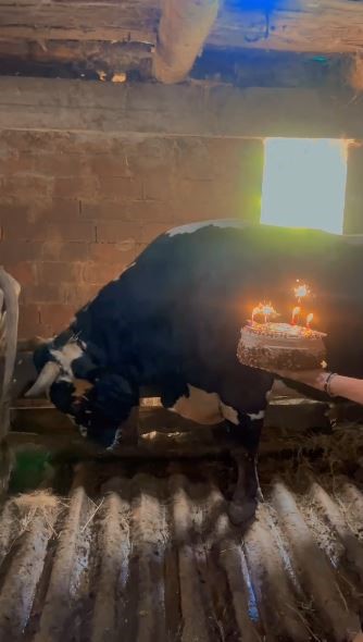 Artvinli çiftçi, boğasına pastayla doğum günü sürprizi yaptı