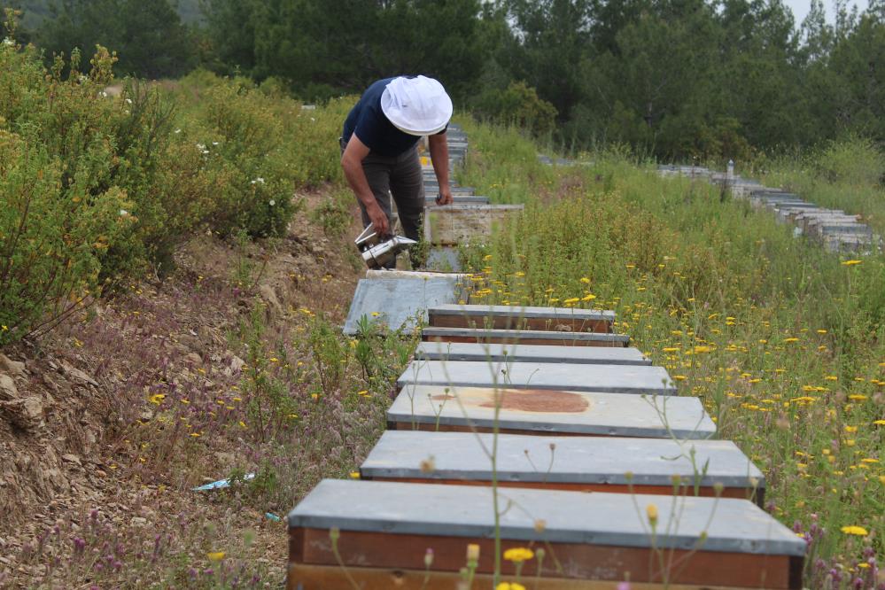 "Kovanlara petek vererek arıları ilave hasat yöntemiyle geliştiriyoruz”