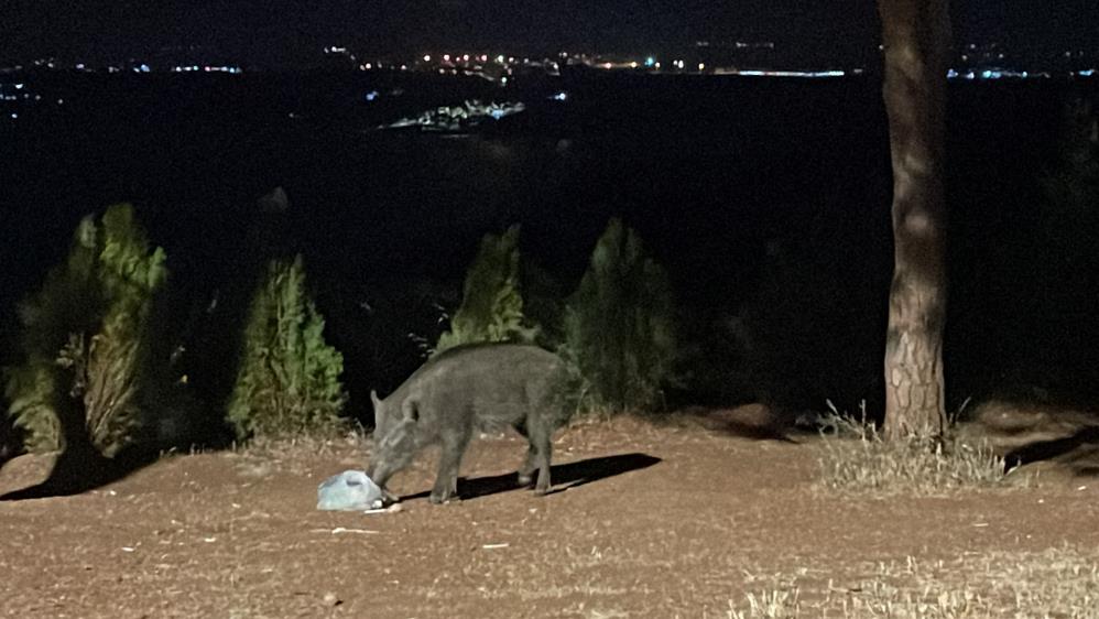 "Bu tür yabani hayvanlar zarar verebilir"