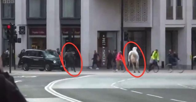 Atların şehrin sokaklarında dolaşması trafikte büyük bir paniğe neden oldu
