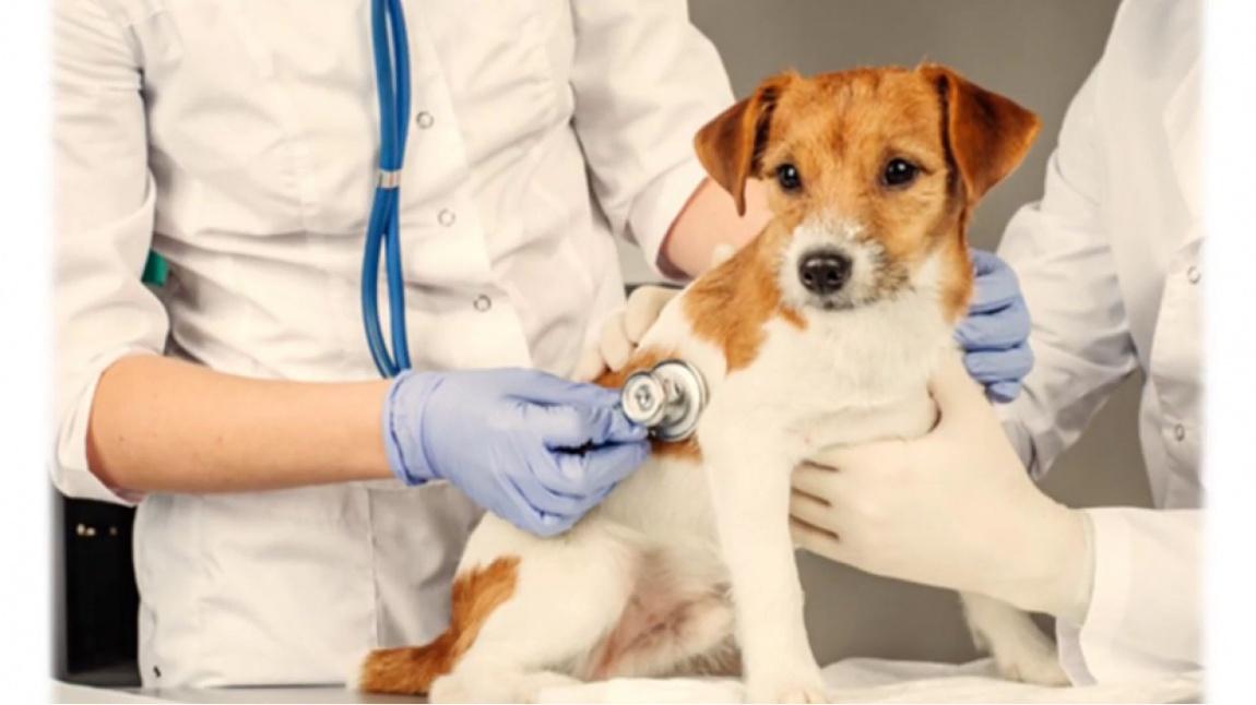 Veteriner Hekimler: Hayvan Sağlığının Koruyucuları