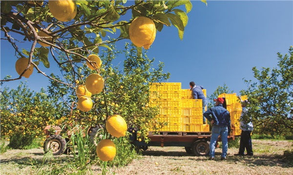 Limon Ihracati Dort Ay Sonra Yeniden Basliyor1