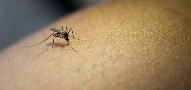 Sivrisinekten Korunma Yolları