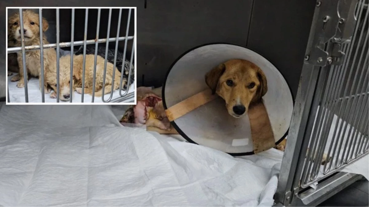 Zonguldak Yaralı Köpek