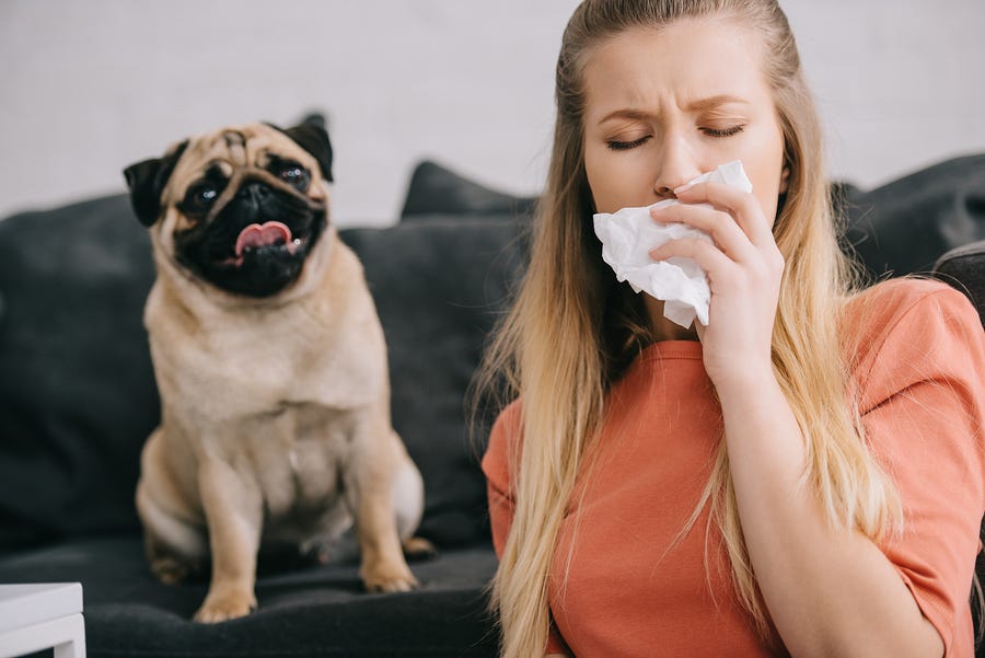 Evcil hayvan alerjisi belirtileri nelerdir? Köpeklere karşı alerjik reaksiyonlar nasıl anlaşılır?