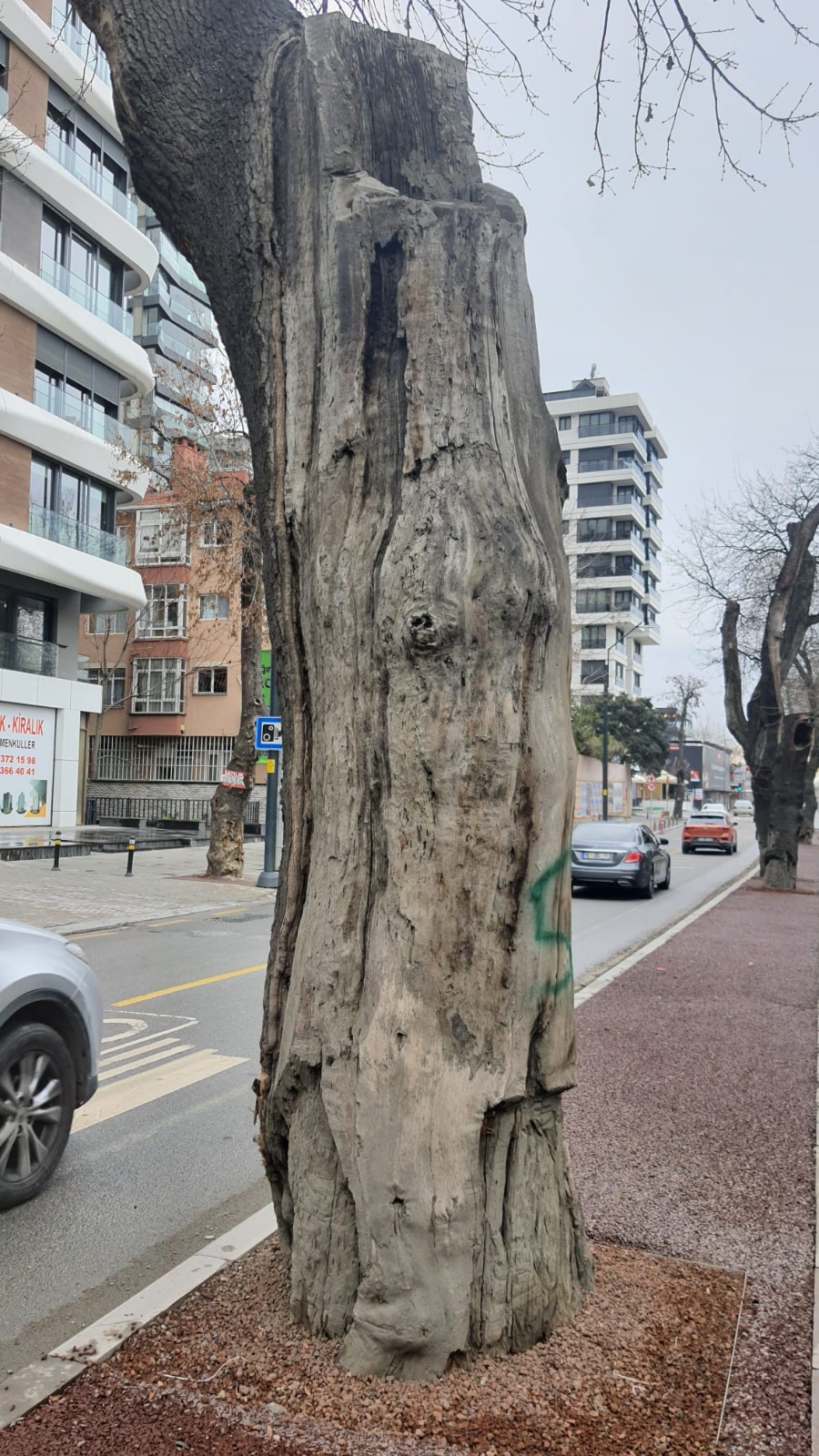 İstanbul Büyükşehir Belediyesi Kadıköy'de ağaç yenilemesi yapıyor!