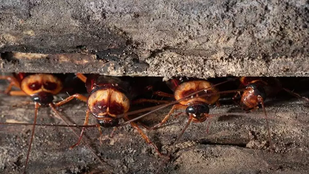 Çatlak ve Delikleri Onarın