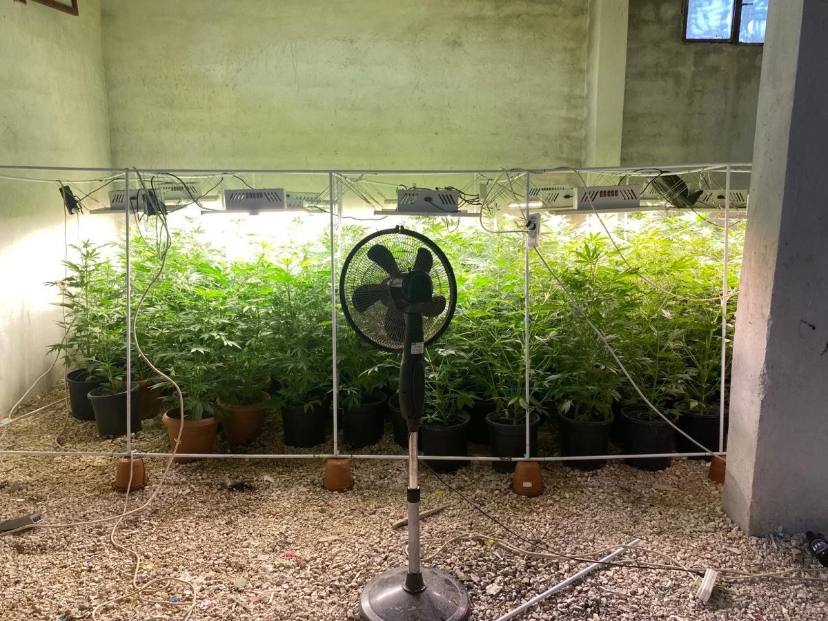 Düzenek kurup kenevir yetiştirdi