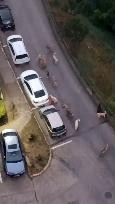 "Küçük çocuklar tek başına dışarıya çıkamayacak hale geldi"