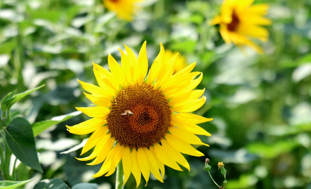 Ekonomik değeri yüksek