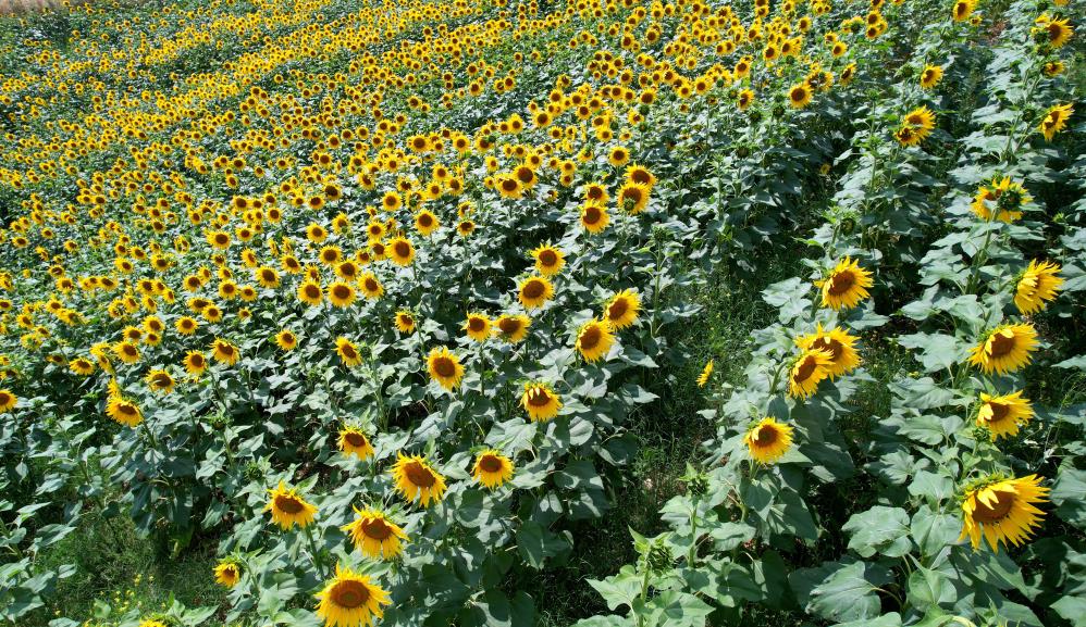 “Geçen sene yüz güldürmedi”