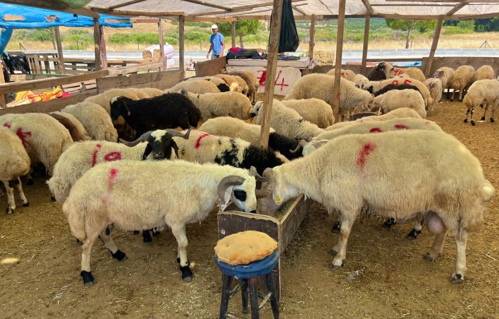 Kesim ve et işlemede sağlıklı bir bayram için işinin ehli kasapların tercih edilmesini gerektiğini ifade eden Berk, “Kendisi kesim yapmayacak ola