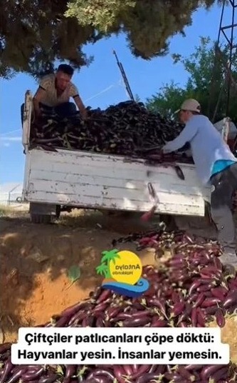 Antalya'da bir patlıcan üreticisi isyan ediyor