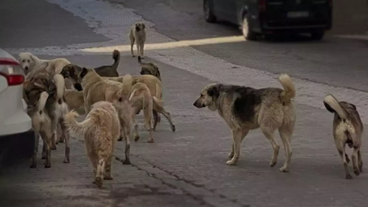 Başıboş Köpekler Için Düzenleme