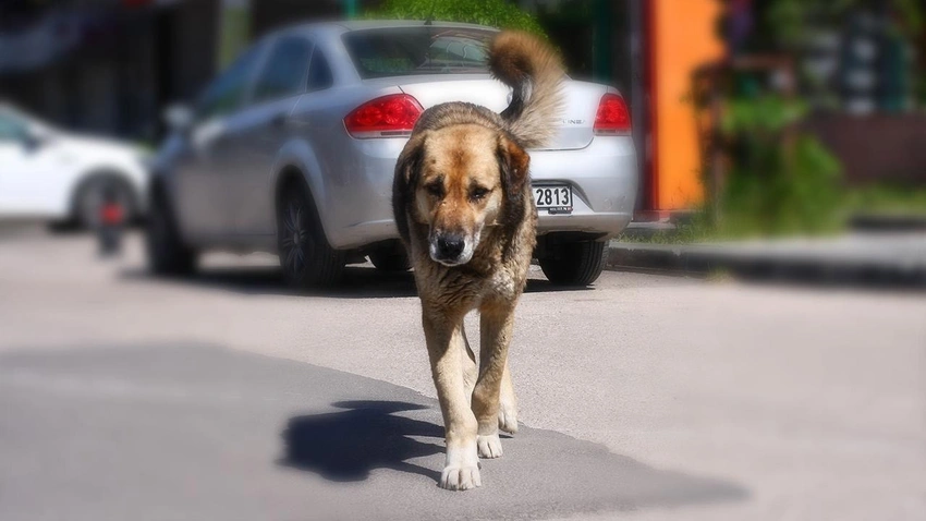 Başıboş Köpeklerin Uyutulması Yasası