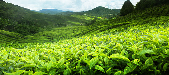 Kilogram fiyatı bu yıl 4.000 lira