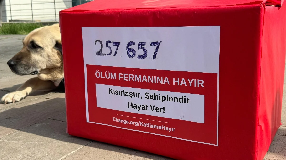 Hayvanseeverler Sokak Köpekleri Için Imza Topladı