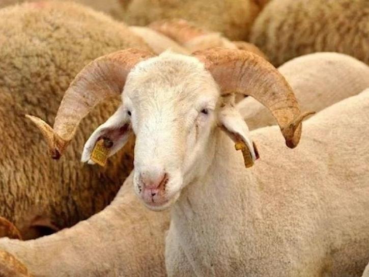 Kurban Bayramı Ne Zaman