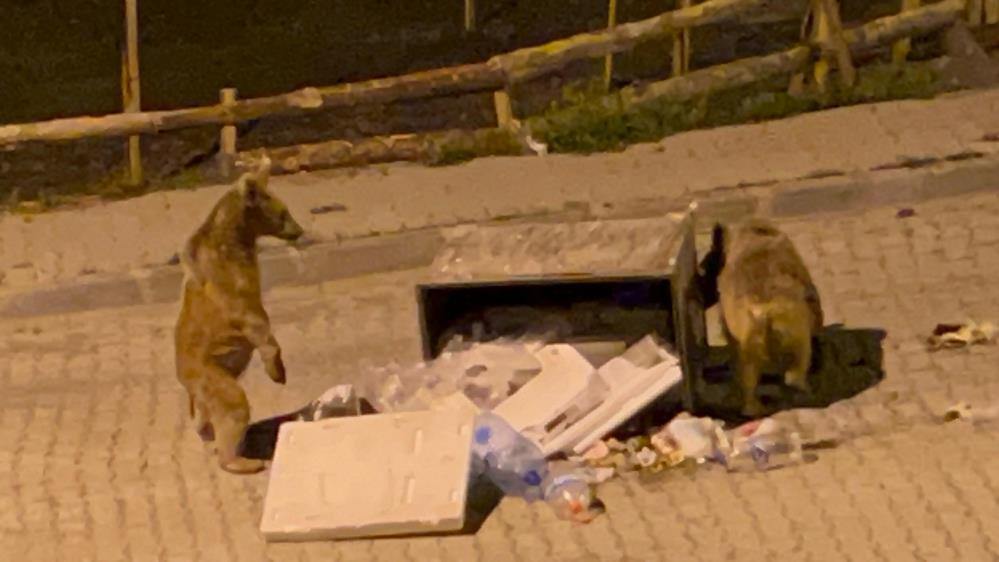 Bir bozayının ayağa kalkarak etrafı gözlediği, diğerinin ise çöp konteynerinin içerisinde karnını doyurması renkli görüntüler ortaya çıkardı.  