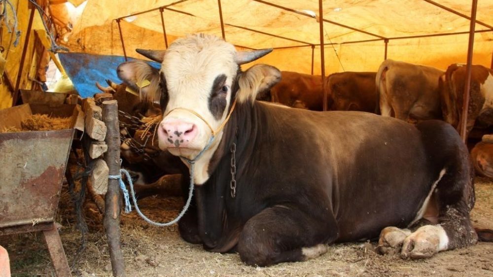 Emekli, Kurban Bayramı öncesindeki ikramiye hakkında ne düşünüyor?