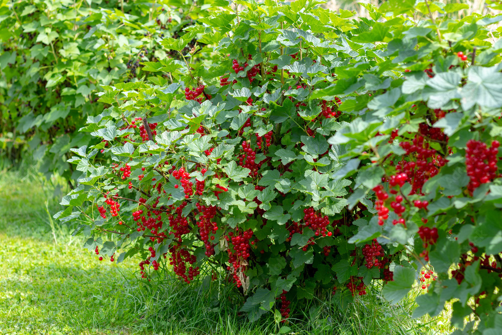 Yemeklerde ve tatlılarda da kullanılıyor