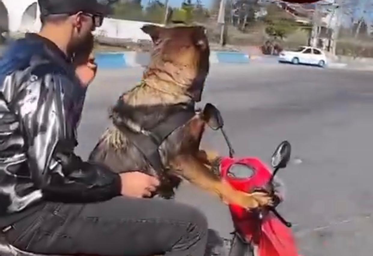 Bir köpek trafikte kasksız bir şekilde motor kullanırken görüntülendi!