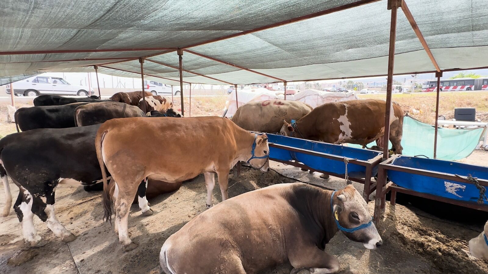 İzmir Kasaplar odası başkanından kurbalık ve fiyatlara dair açıklama